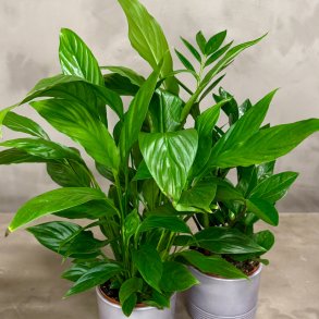 Assorteret indendrs plante til din gavekurv