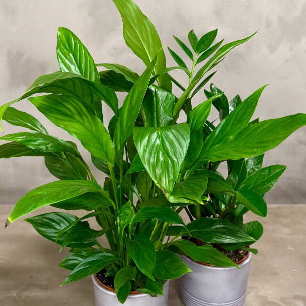 Assorteret indendrs plante til din gavekurv